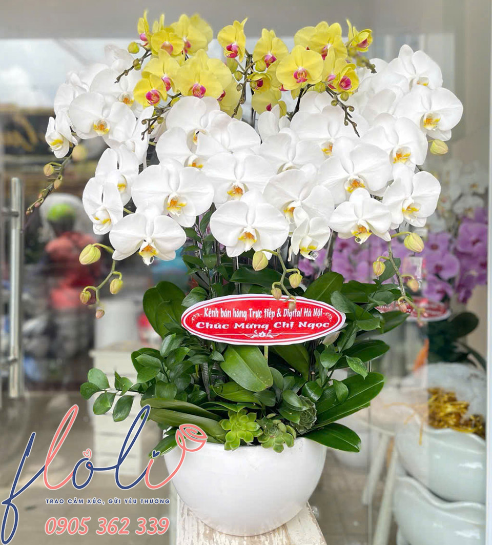 chau lan ho diep tang sinh nhat sep