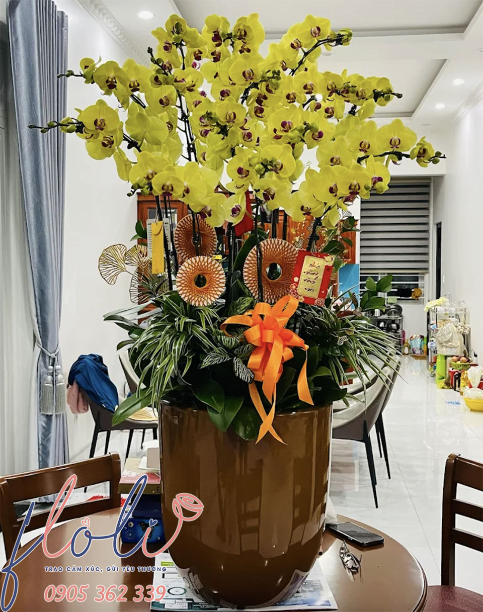 Chậu Lan Hồ Điệp chơi tết hồng tím