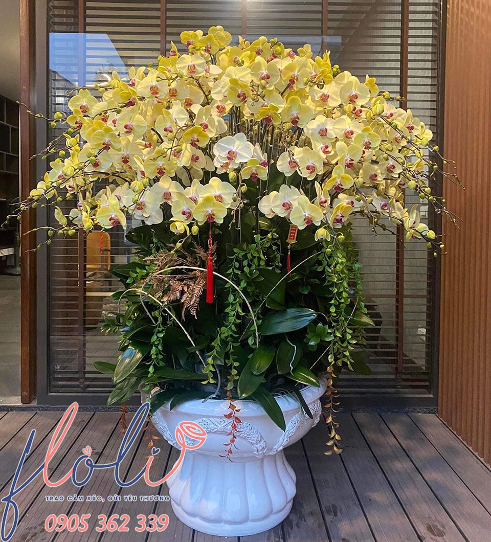 địa chỉ bán Chậu Lan Hồ Điệp chơi tết đẹp, giá rẻ