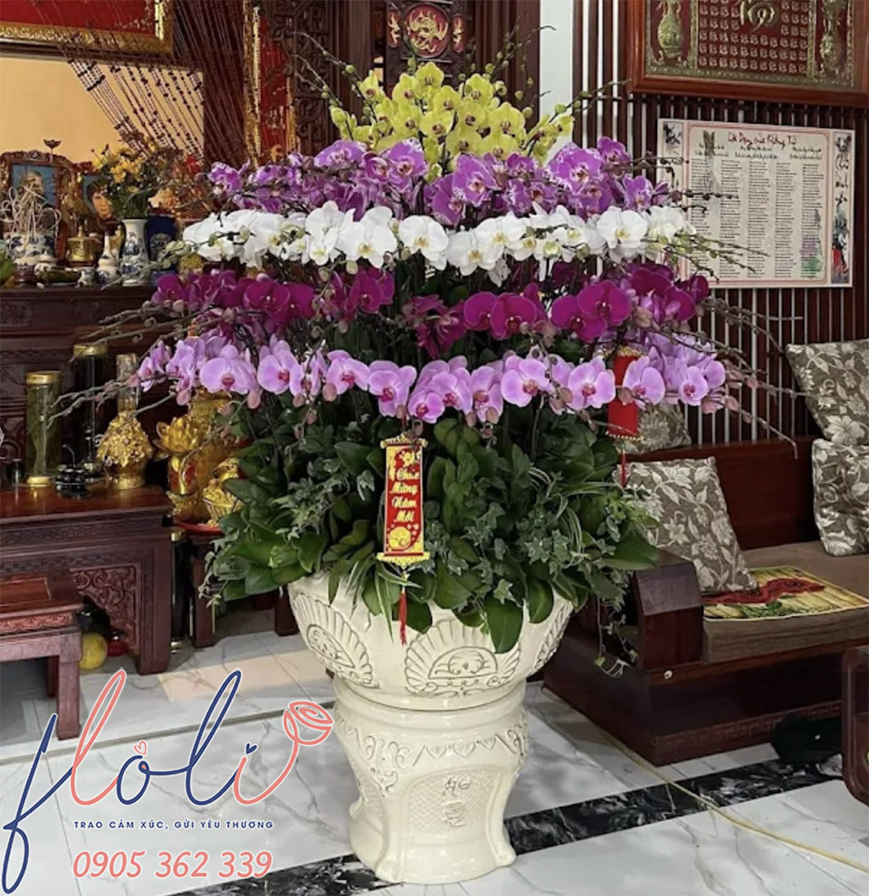 Chậu Lan Hồ Điệp tím chưng tết