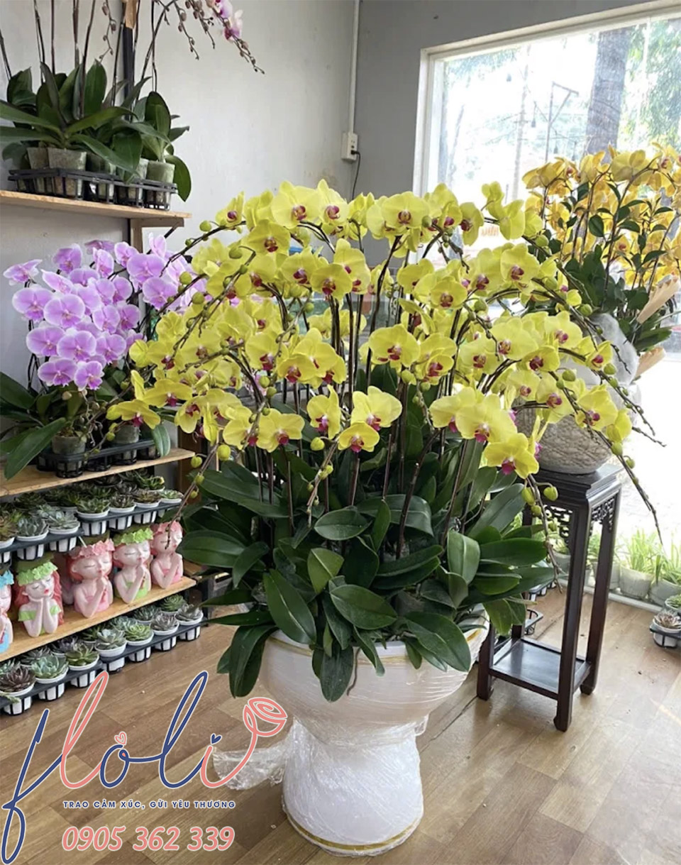 mua Chậu Lan Hồ Điệp Chơi Tết giá rẻ tại FLoLi