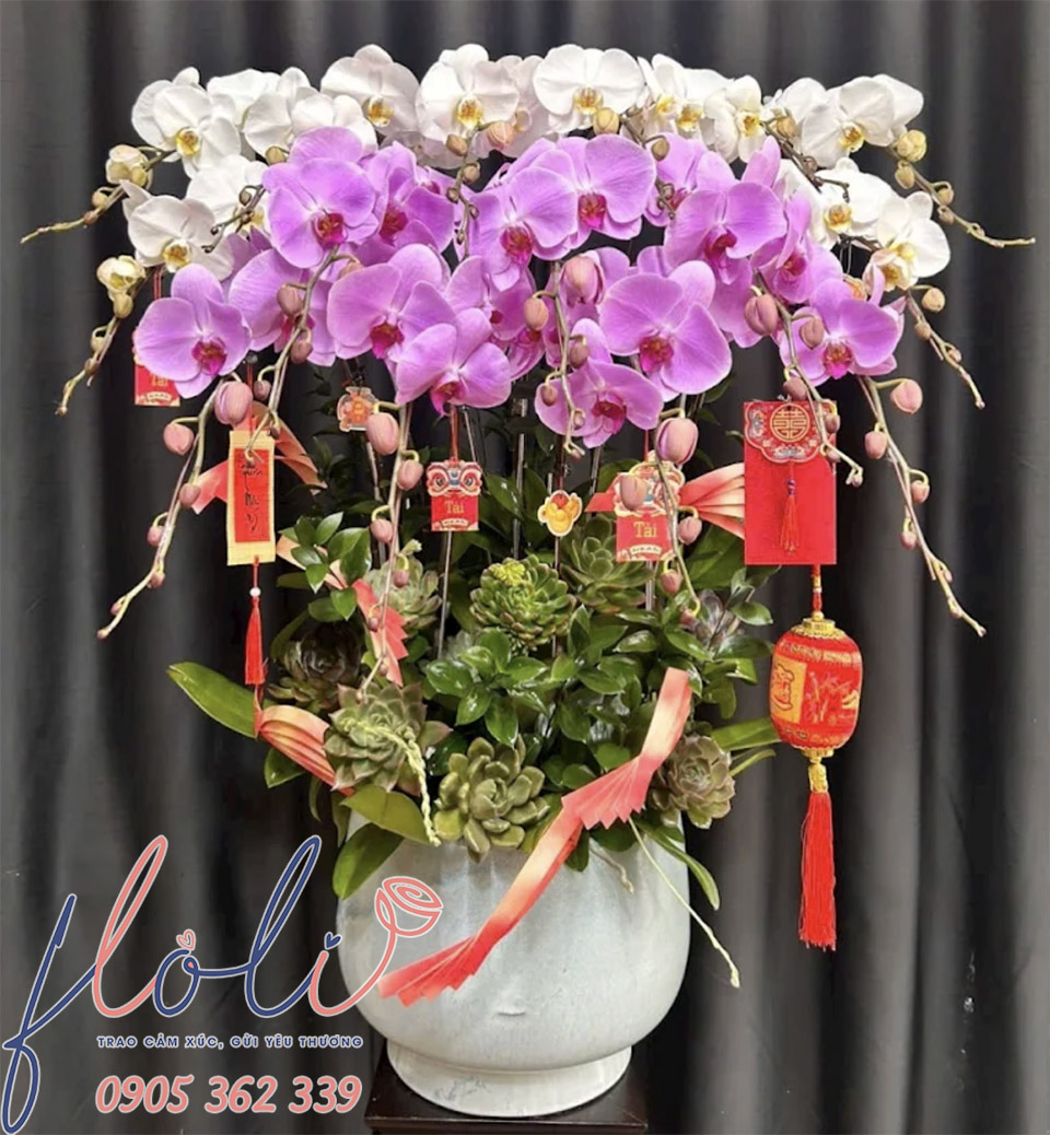 Chậu Lan Hồ Điệp Chơi Tết Đẹp