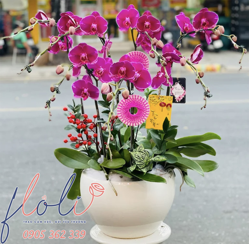 cách chọn chậu Lan Hồ Điệp chưng tết