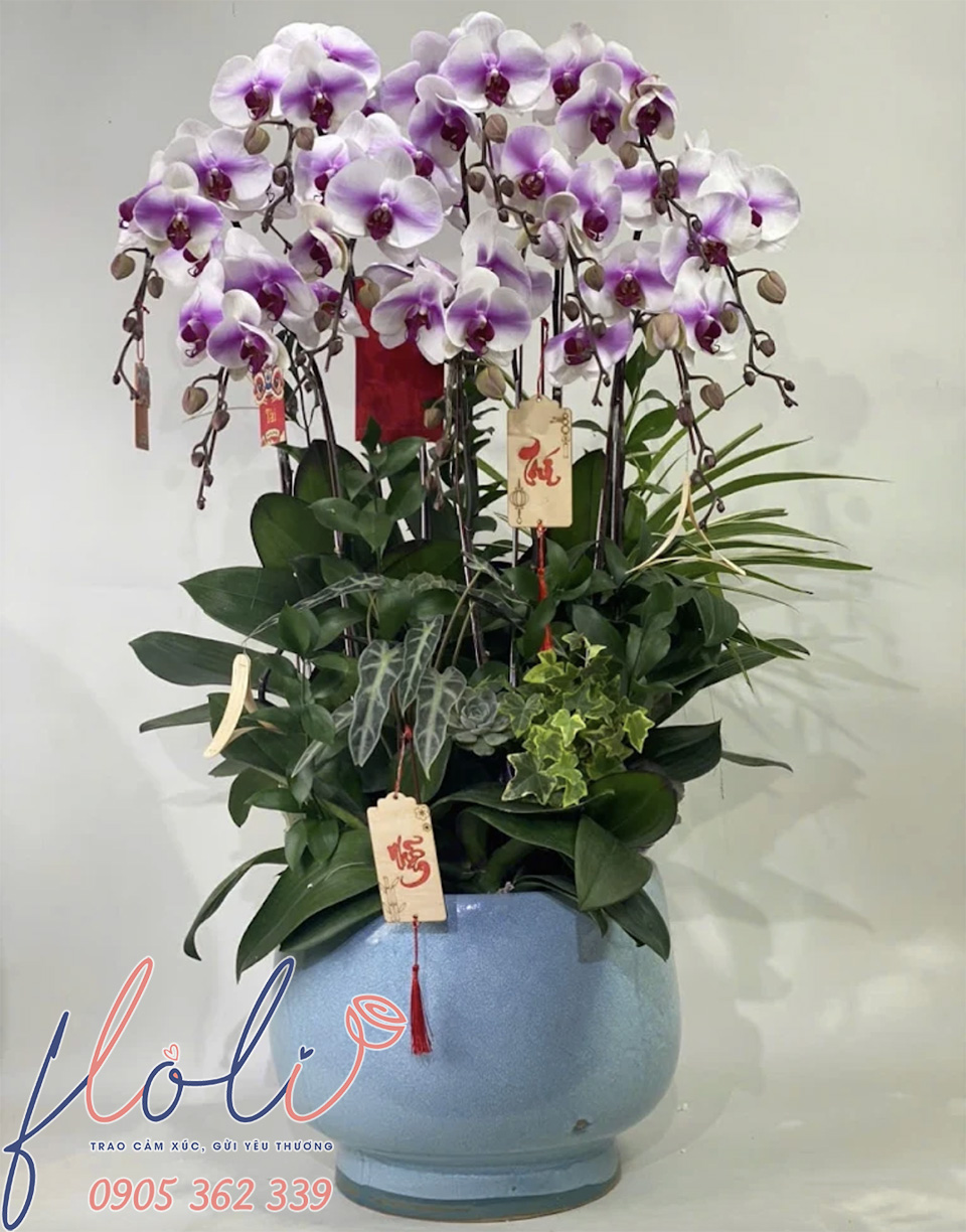 chau lan ho diep choi tet dep nhat 15