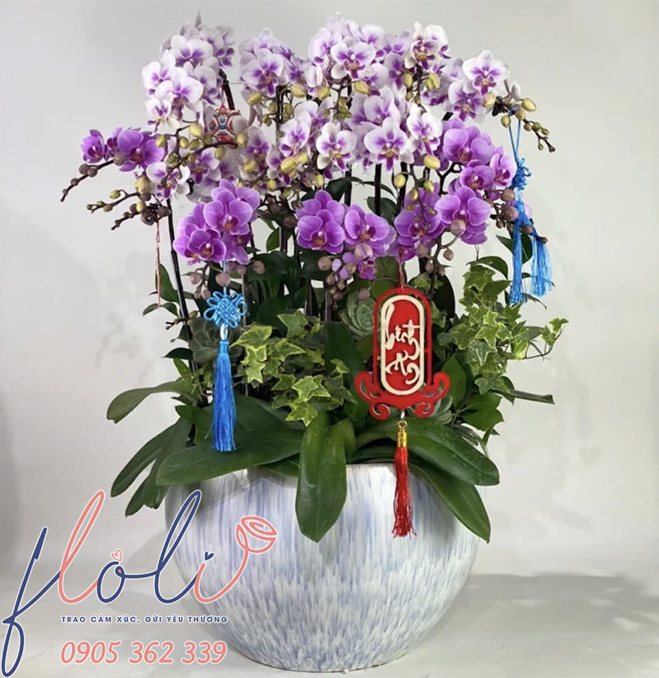 chau lan ho diep choi tet dep gia re 16