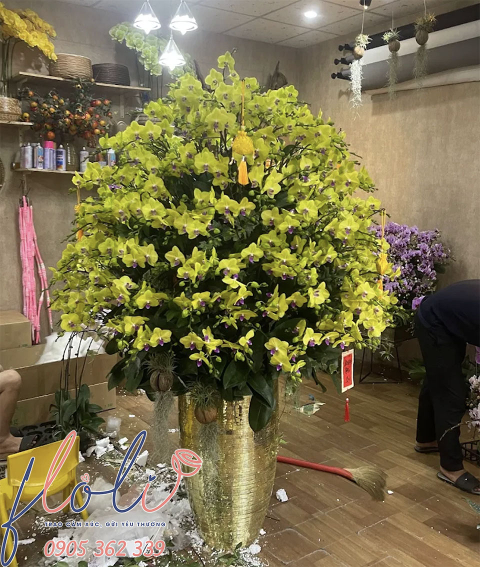 Chậu Lan Hồ Điệp chơi tết màu vàng giá rẻ