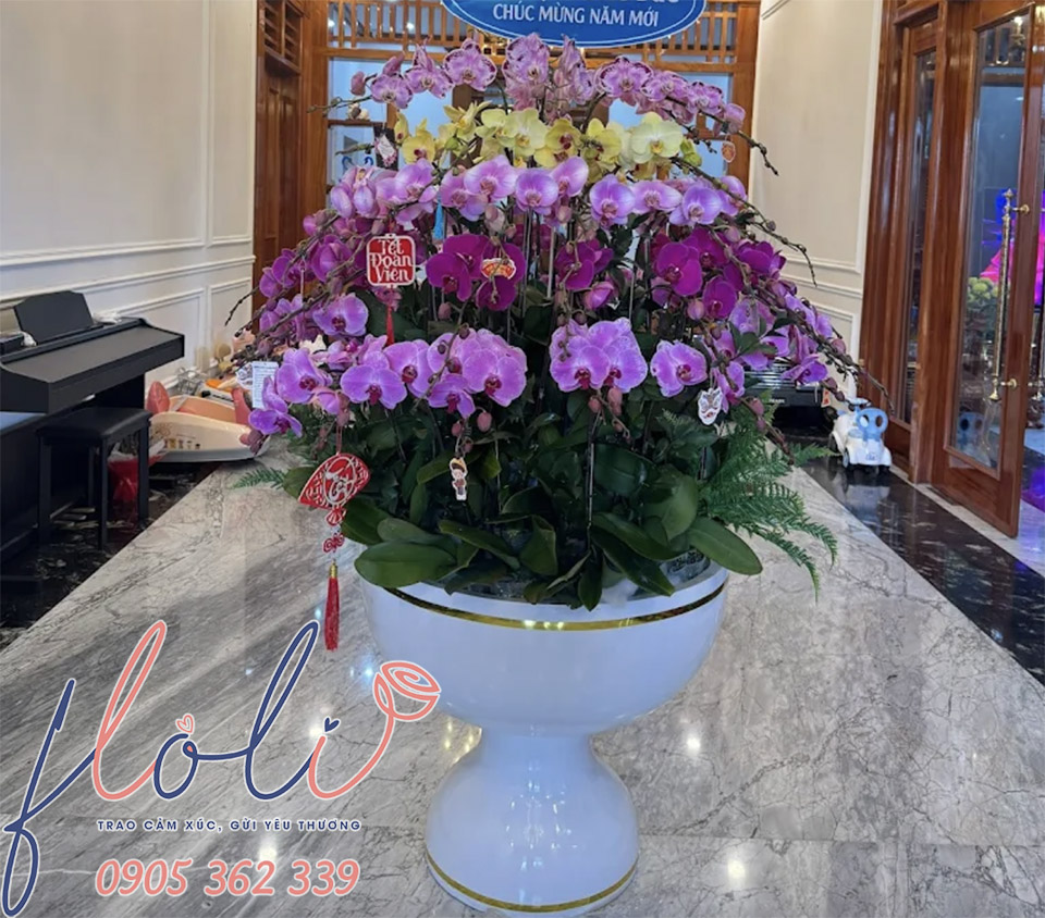 Chậu Lan Hồ Điệp chơi tết hồng mix trắng