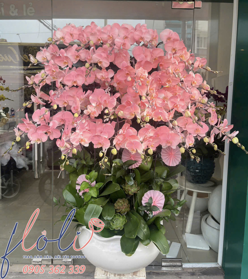 Chậu Lan Hồ Điệp chơi tết độc đáo màu hồng pastel