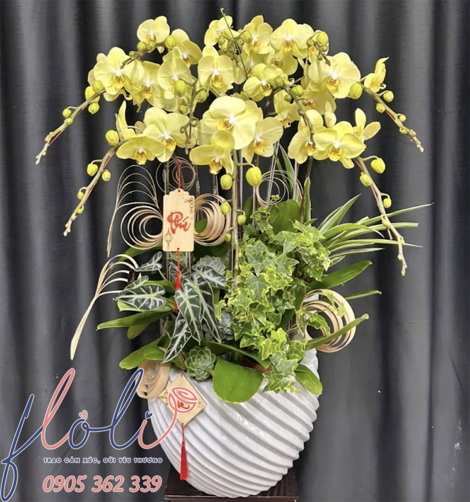 Chậu Lan Hồ Điệp chơi tết màu xanh lam hiếm gặp