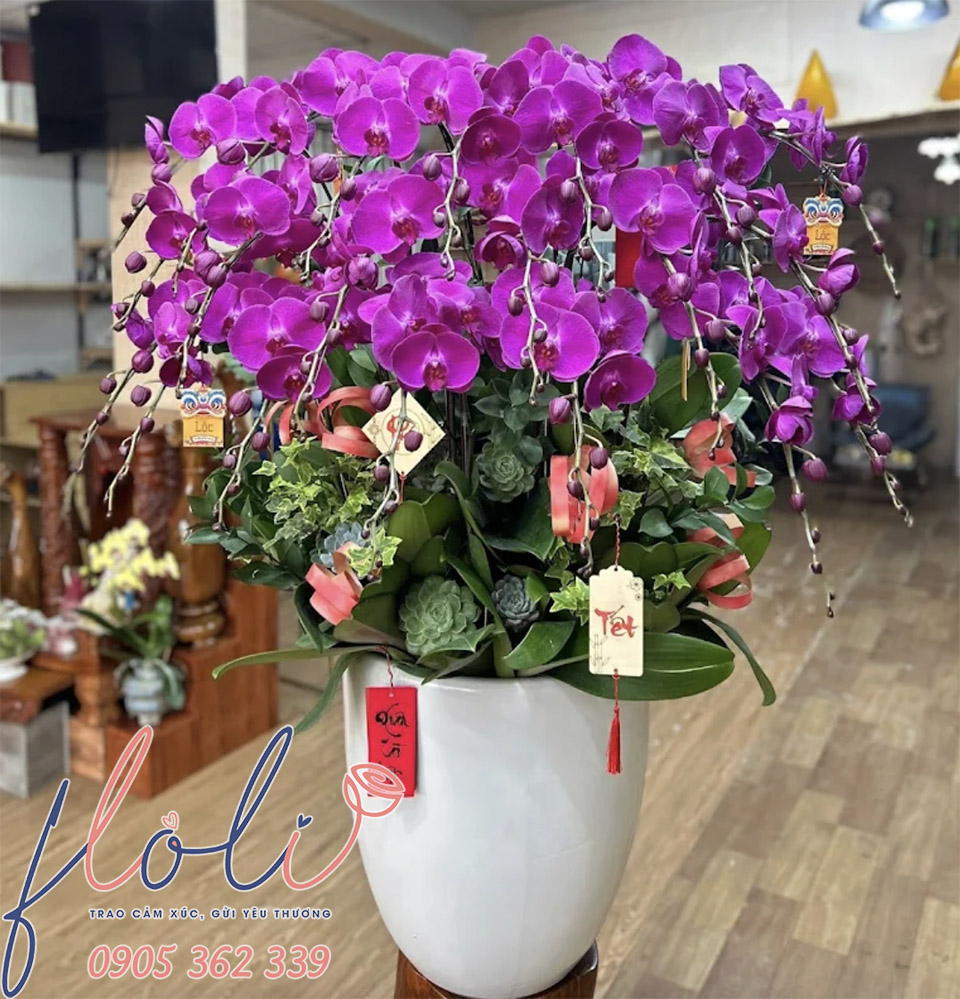 Mua Lan Hồ Điệp chơi tết đẹp