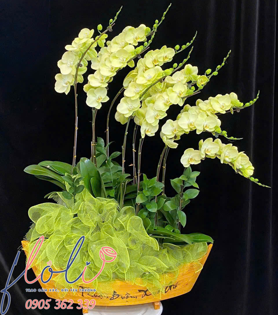Chậu Lan Hồ Điệp chơi tết hình con thuyền