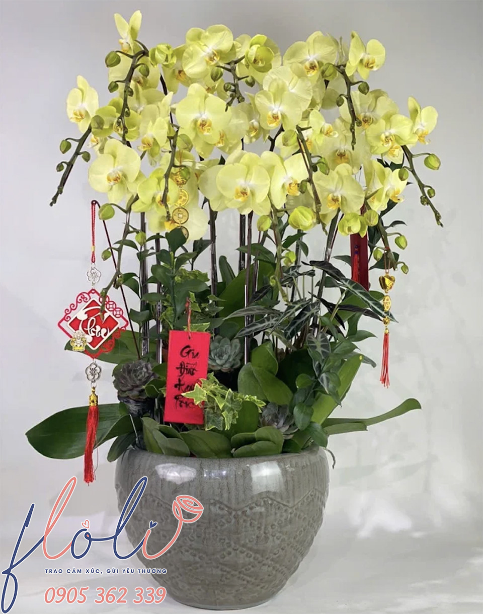 Chậu Lan Hồ Điệp chơi tết nhiều cành