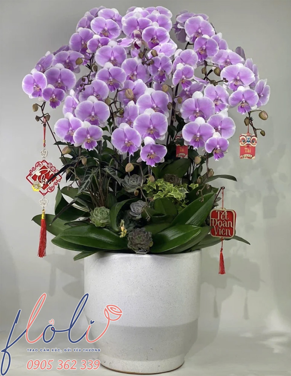 Chậu Lan Hồ Điệp chơi tết 3 màu trắng, vàng, hồng