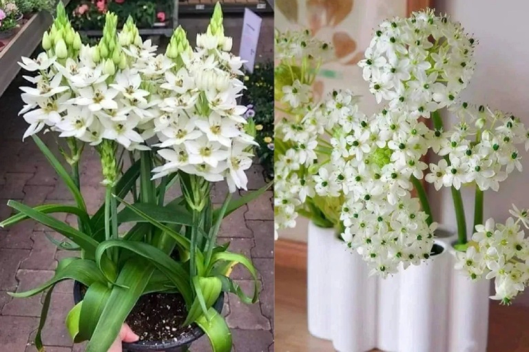 Hoa thiên nga mắt ngọc