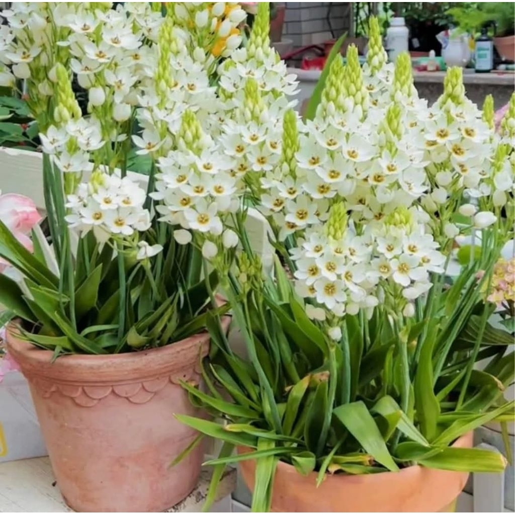 Các loại cây hoa thiên nga mắt ngọc