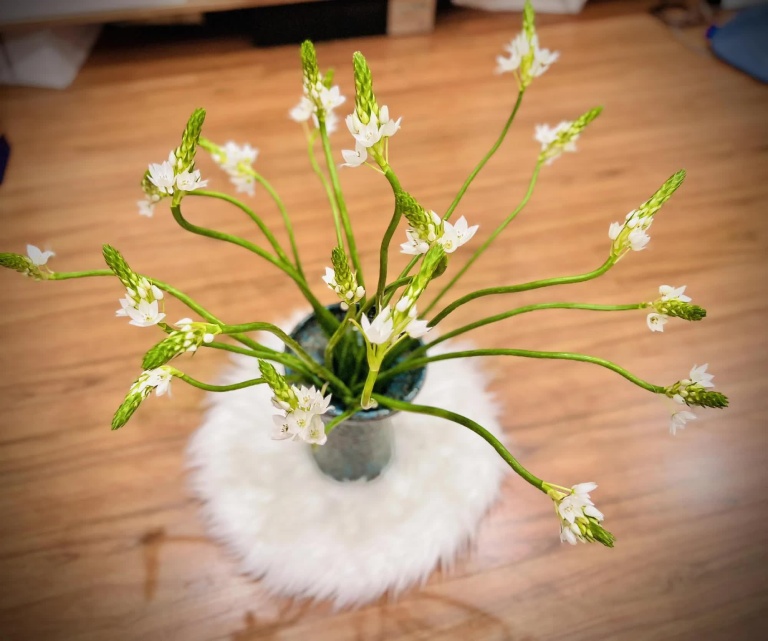 cách cắm hoa thiên nga mắt ngọc đẹp