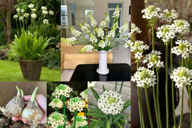 cách trồng hoa thiên nga mắt ngọc