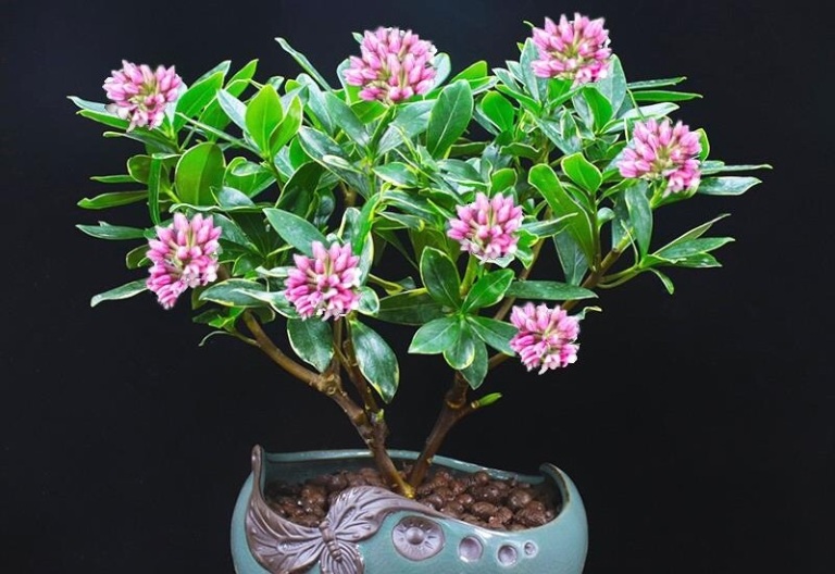 cách trồng cây hoa thụy hương