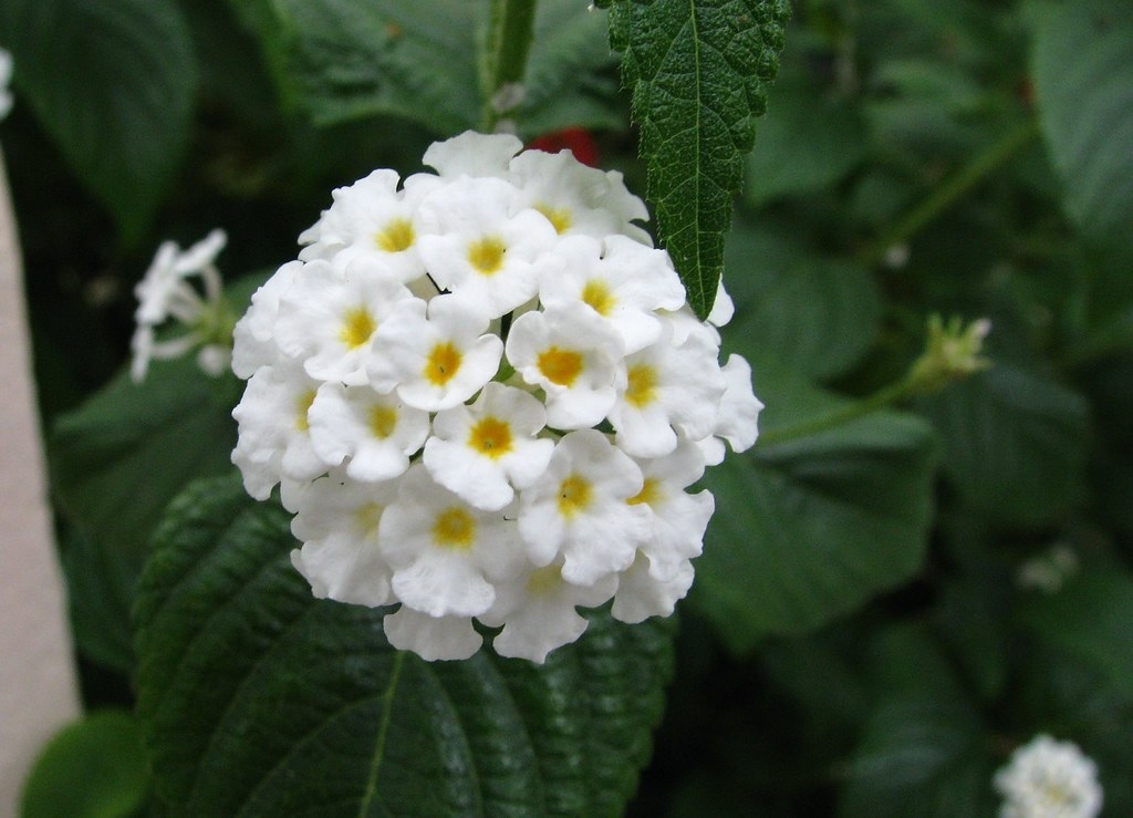 cây hoa trâm ổi trắng