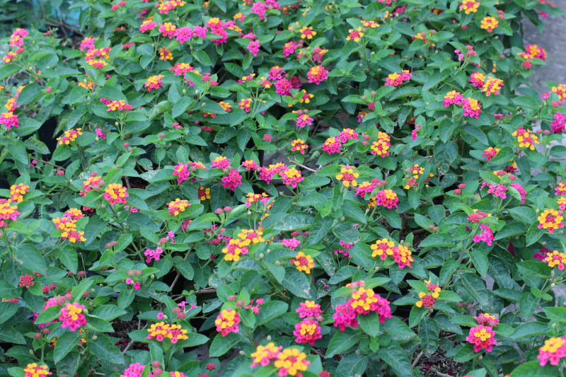 cây trồng và chăm sóc hoa trâm ổi