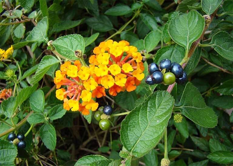 Hoa Trâm Ổi có độc không