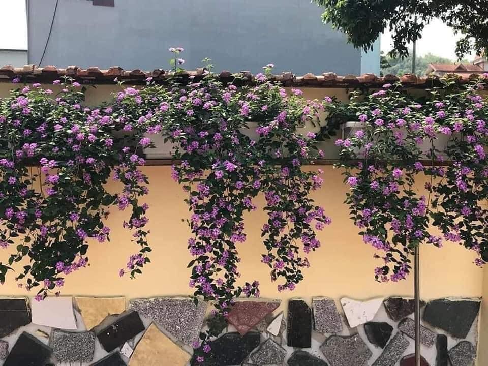 hoa trâm ổi có tác dụng gì