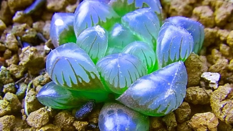 các giống sen đá đẹp