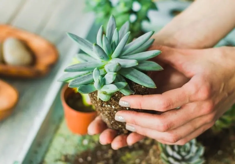 cách trồng sen đá