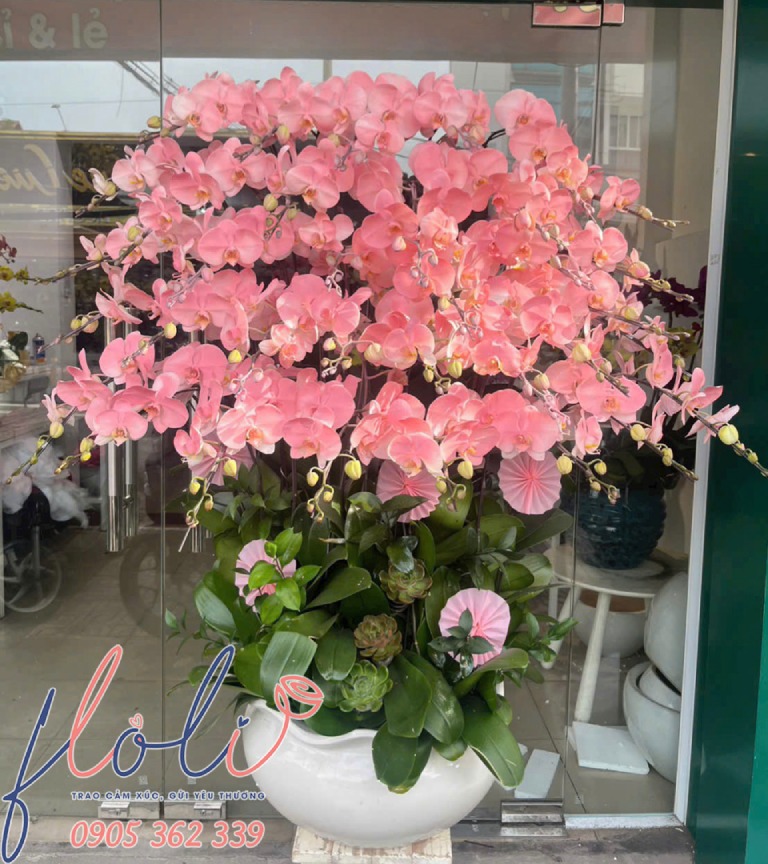 sen đá mix Lan Hồ Điệp