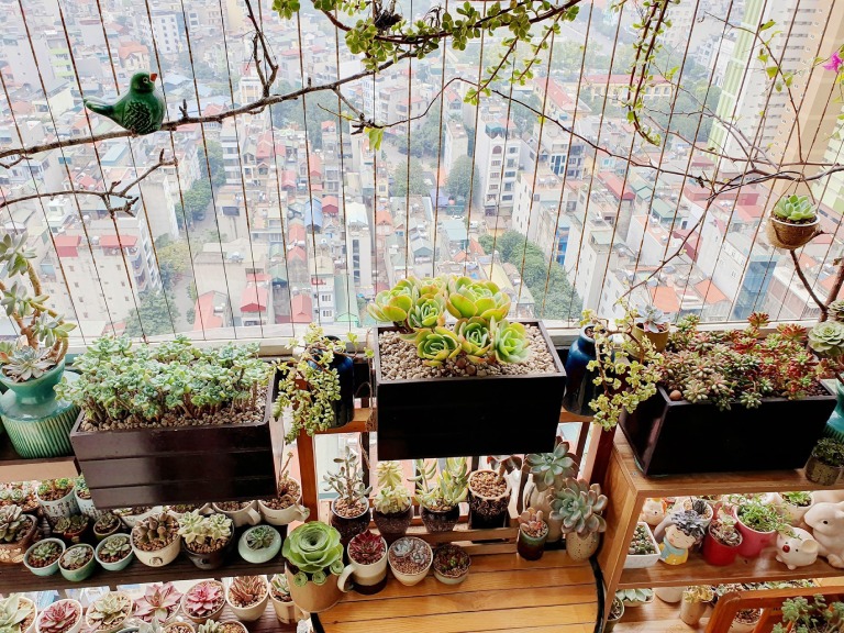 trang trí sen đá trên ban công