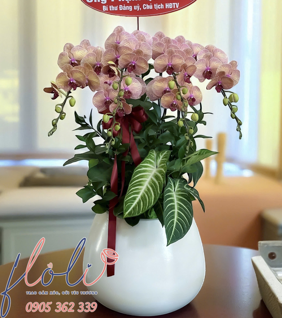 Chậu Lan Hồ Điệp Hồng tím Uyên Bác LHD175