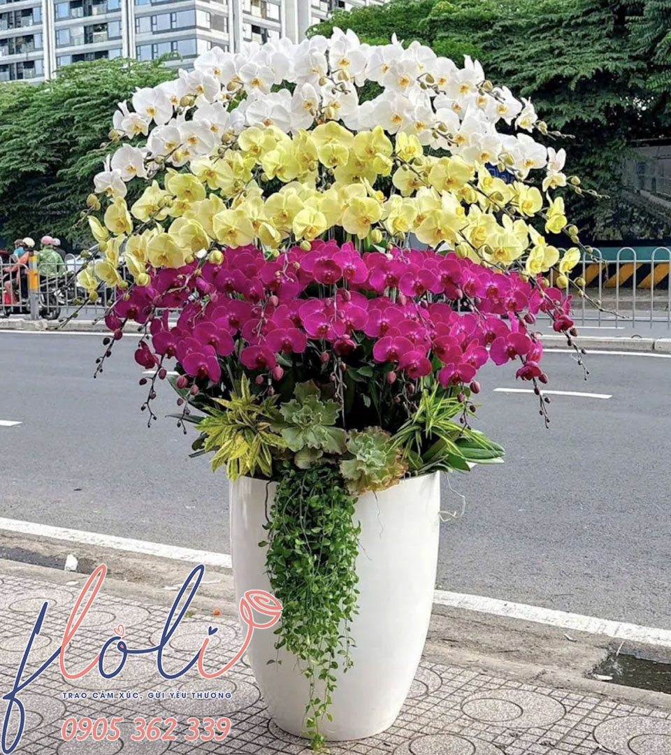 Lan Hồ Điệp Đại Phú Đại Quý LHD139