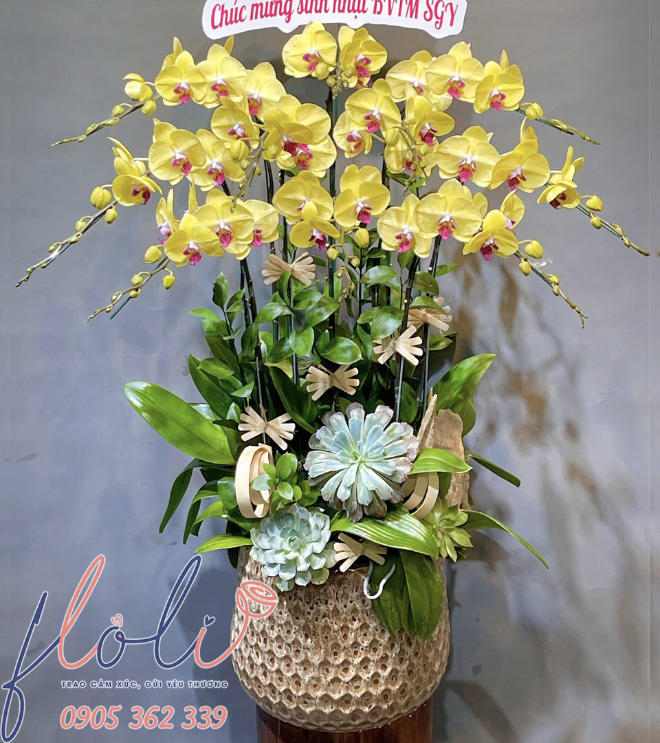 Lan Hồ Điệp Hoàng Kim Phát Lộc LHD313