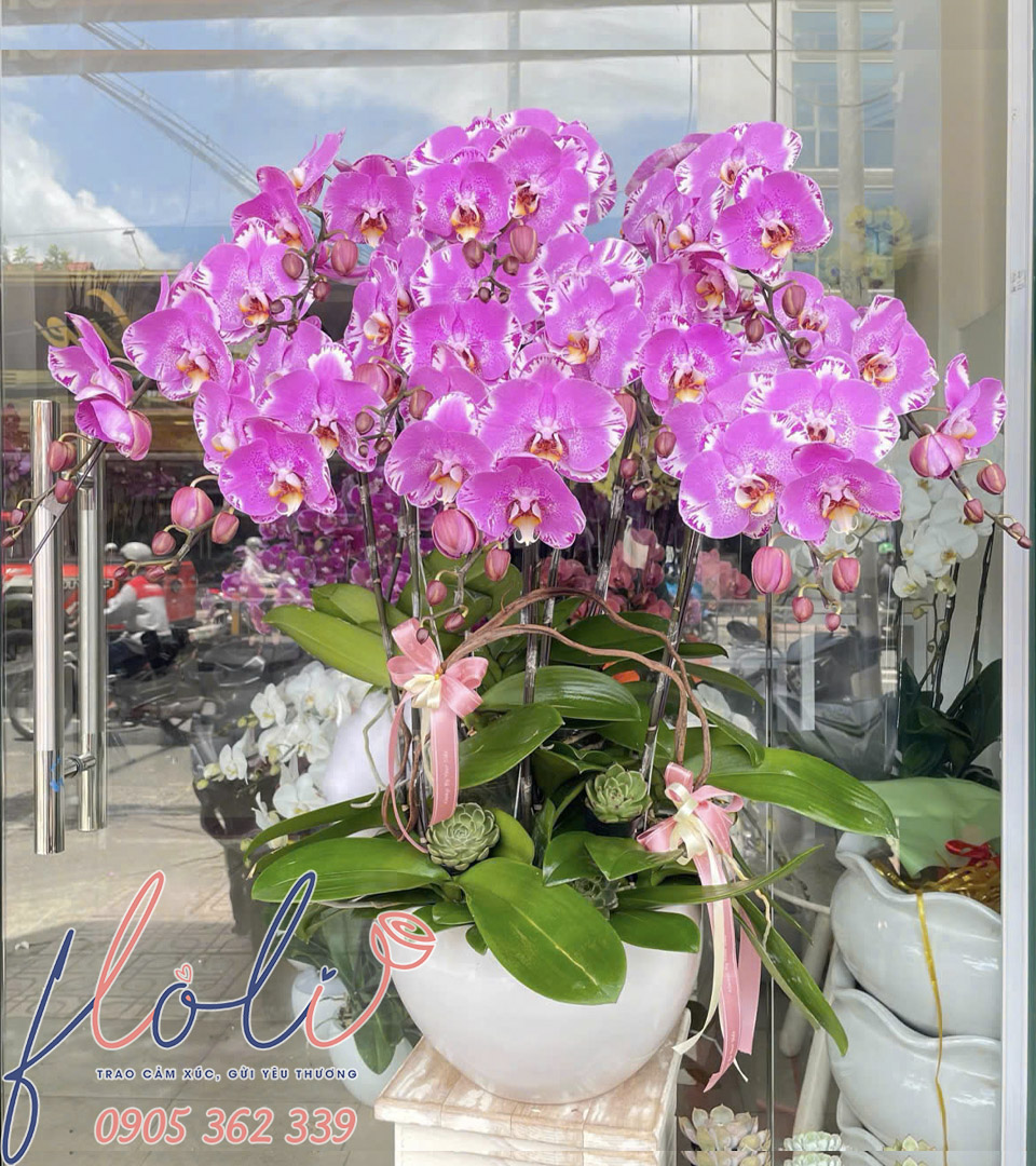 Lan Hồ Điệp Hồng Tím Vinh Hoa LHD312
