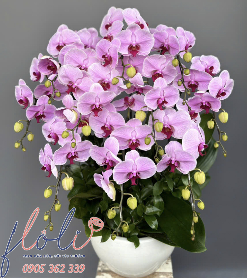 Lan Hồ Điệp Hồng Tụ Cát Tường LHD35