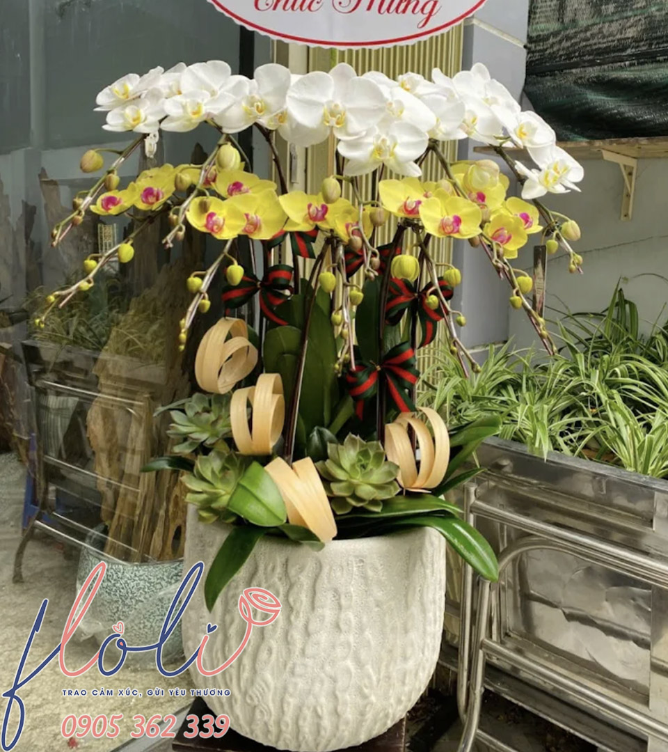 Lan Hồ Điệp Ngũ Hành Cát Tường LHD315