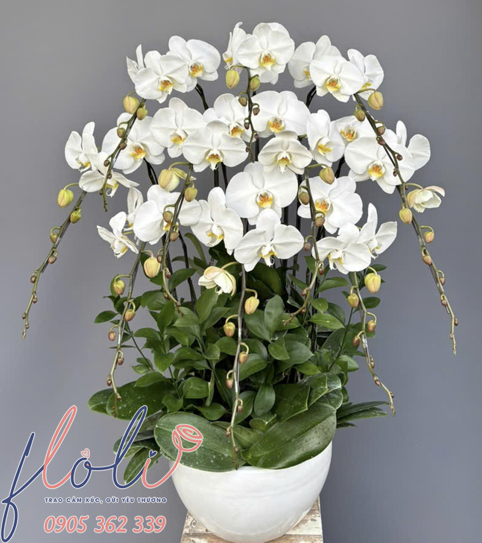 Lan Hồ Điệp Phú Quý Bạch Ngân LHD33