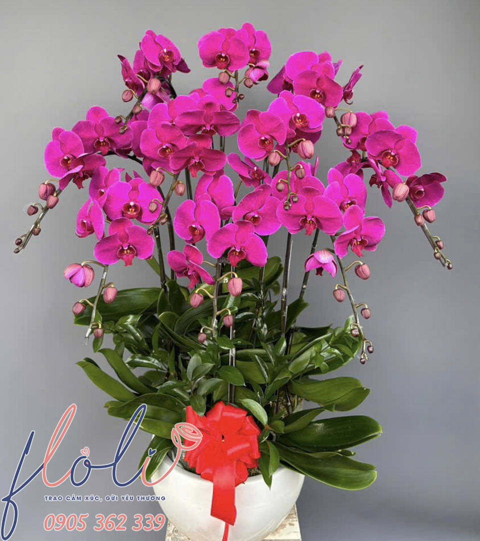 Lan Hồ Điệp Phú Quý Hồng Vân LHD32