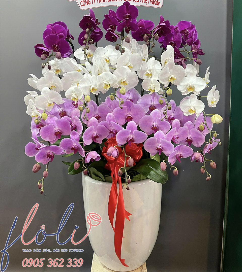 Lan Hồ Điệp Tam Sắc Khải Hoàn LHD46