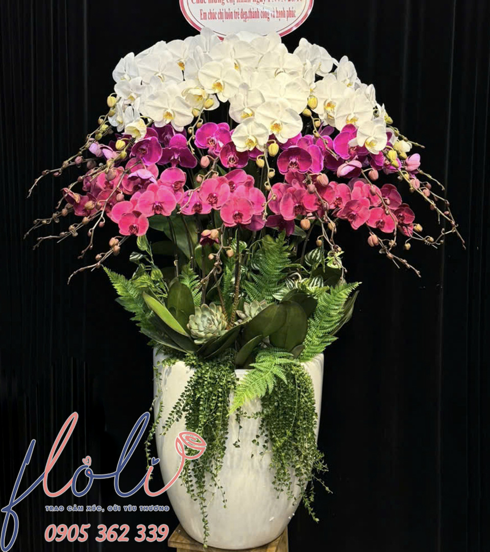 Lan Hồ Điệp Thăng Hoa Màu Sắc LHD67