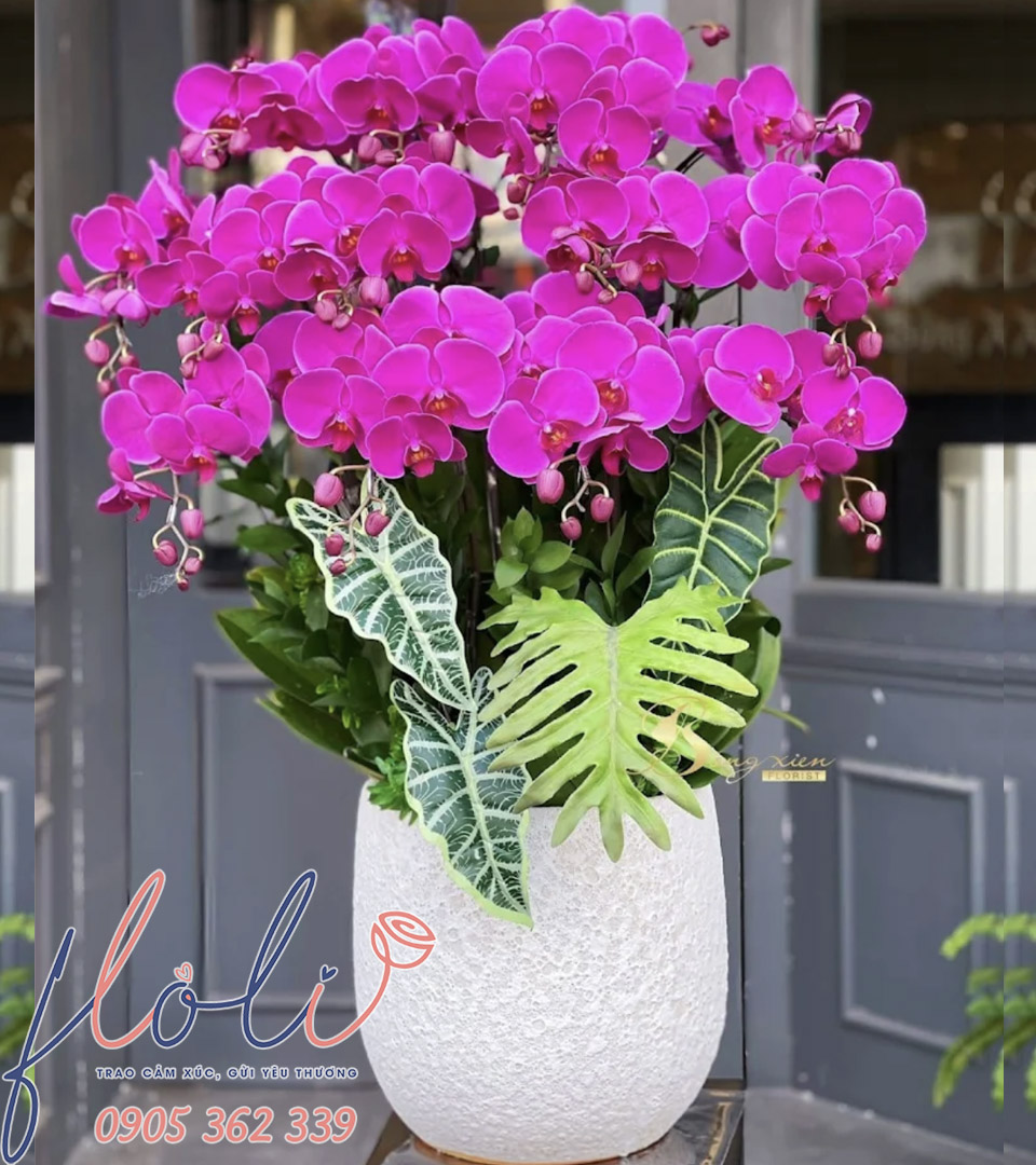 Lan Hồ Điệp Tím Kiêu Sa LHD501