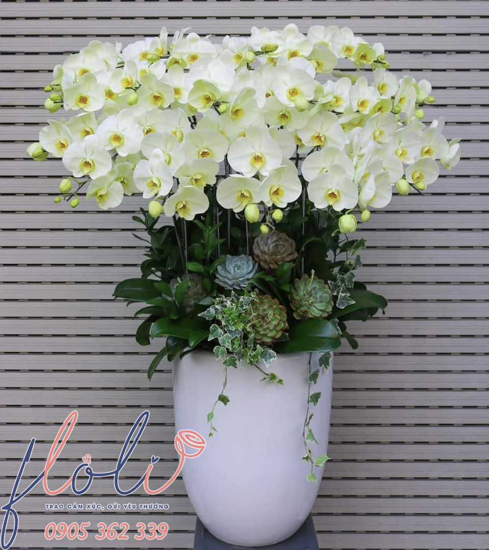 Lan Hồ Điệp Vàng Nhạt Hòa Quyện LHD65