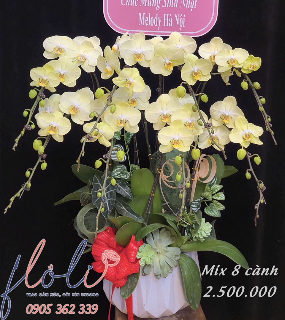 Lan Hồ Điệp Vàng Son Phú Quý LHD211