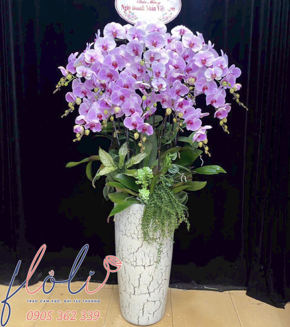 Lan Hồ Điệp Vươn Tầm Thịnh Vượng LHD63